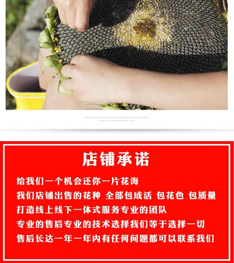 观赏向日葵种子食用油葵高产葵花种子彩色向日葵