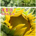 观赏向日葵种子食用油葵高产葵花种子彩色向日葵