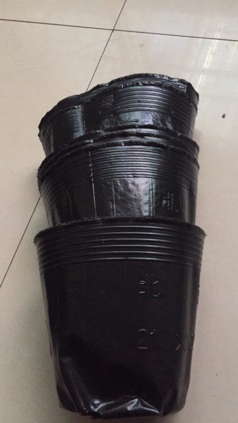育苗杯21乘21