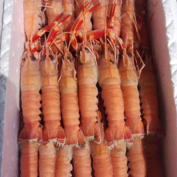 对虾，龙虾，虾爬子肉，等