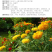 万寿菊种子菊花种子四季易活景观园林花海草花种子