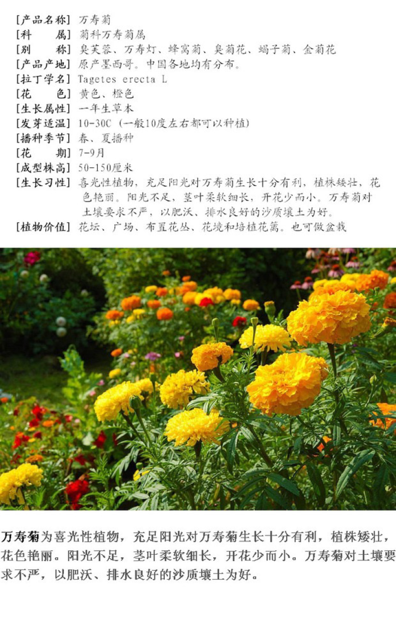 万寿菊种子菊花种子四季易活景观园林花海草花种子