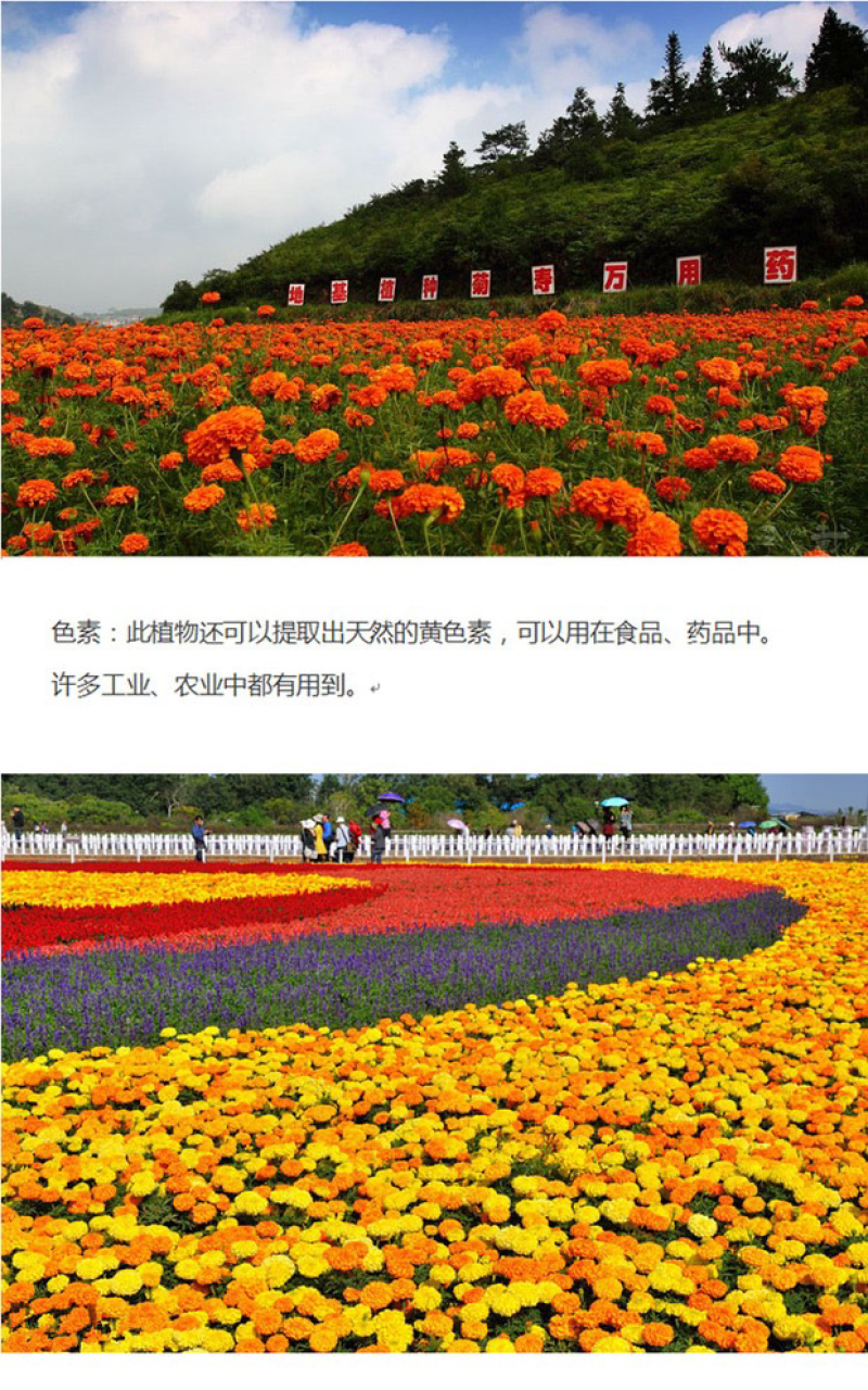 万寿菊种子菊花种子四季易活景观园林花海草花种子