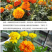 万寿菊种子菊花种子四季易活景观园林花海草花种子