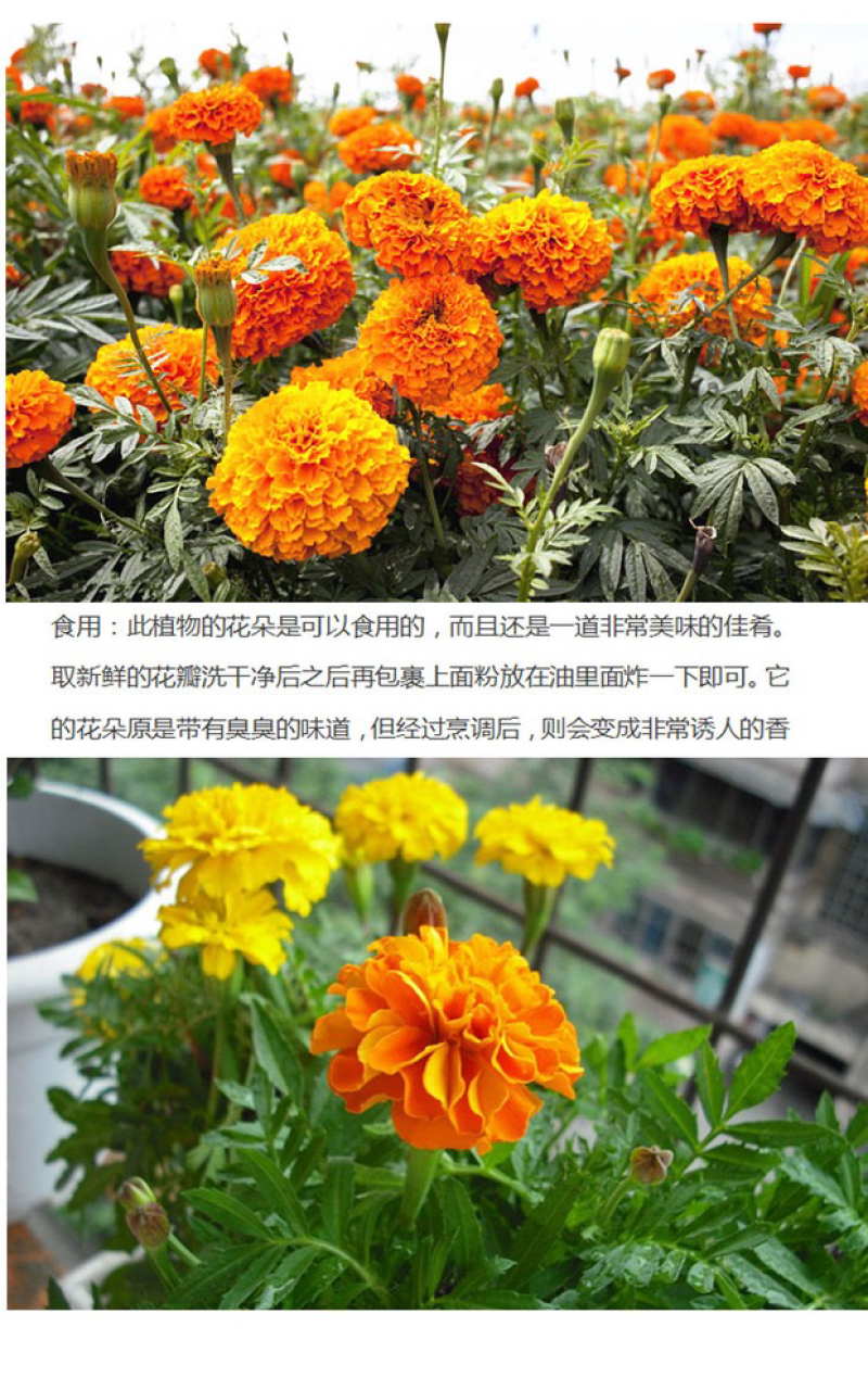 万寿菊种子菊花种子四季易活景观园林花海草花种子