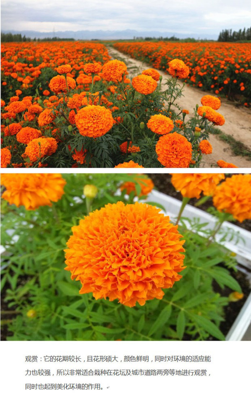 万寿菊种子菊花种子四季易活景观园林花海草花种子