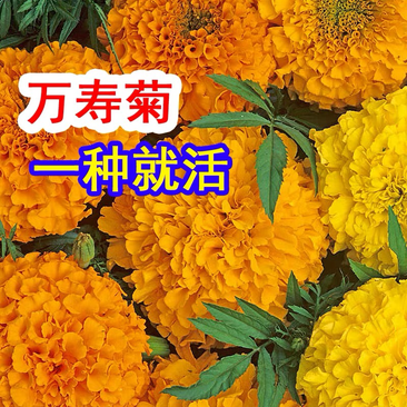 万寿菊种子菊花种子四季易活景观园林花海草花种子