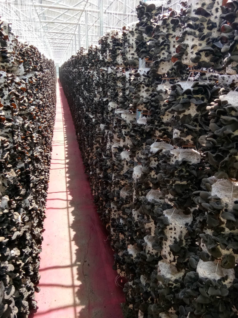 黑木耳黑木耳菌棒未刺孔热门品种