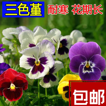 三色堇种子花卉草花满脸花蝴蝶花四季易种人面花耐寒