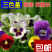 三色堇种子花卉草花满脸花蝴蝶花四季易种人面花耐寒