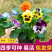 三色堇种子花卉草花满脸花蝴蝶花四季易种人面花耐寒