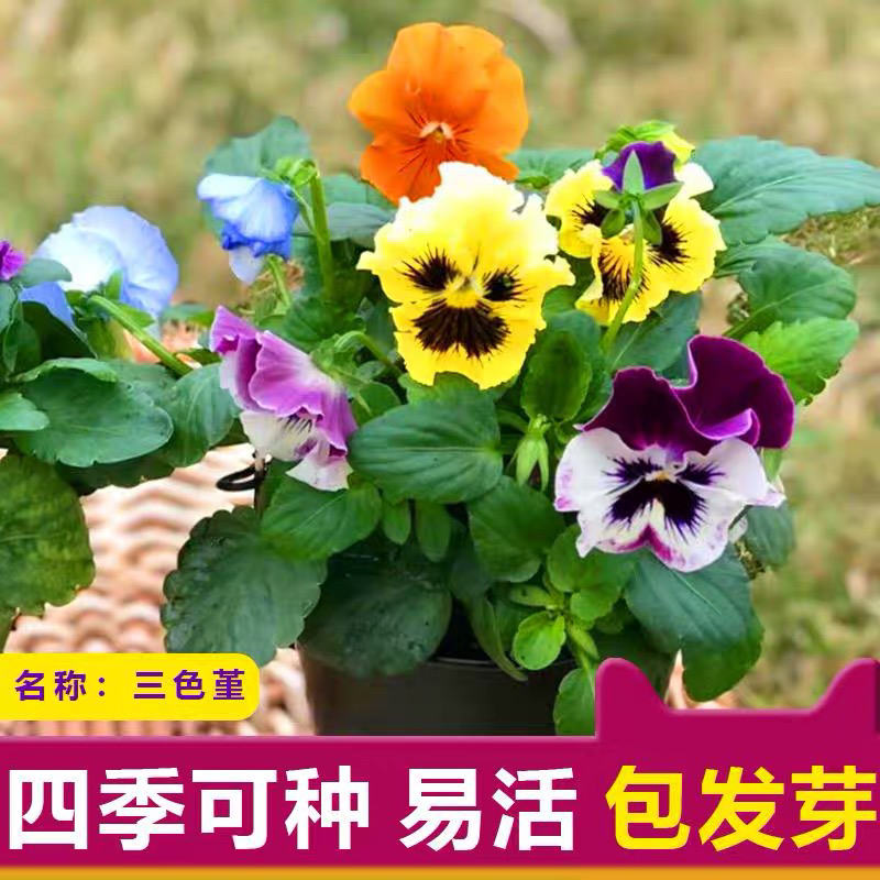 三色堇种子花卉草花满脸花蝴蝶花四季易种人面花耐寒