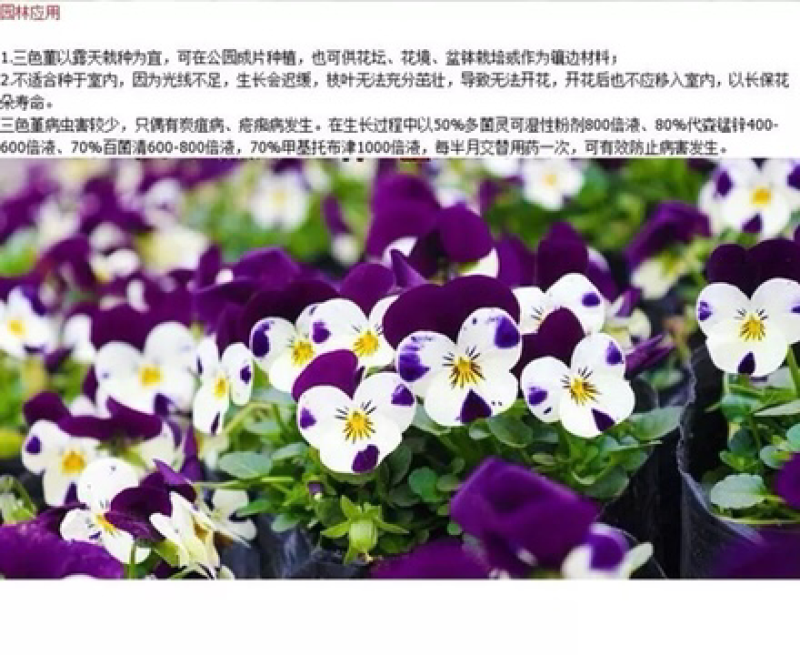 三色堇种子花卉草花满脸花蝴蝶花四季易种人面花耐寒