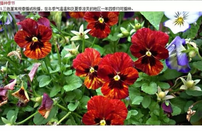 三色堇种子花卉草花满脸花蝴蝶花四季易种人面花耐寒