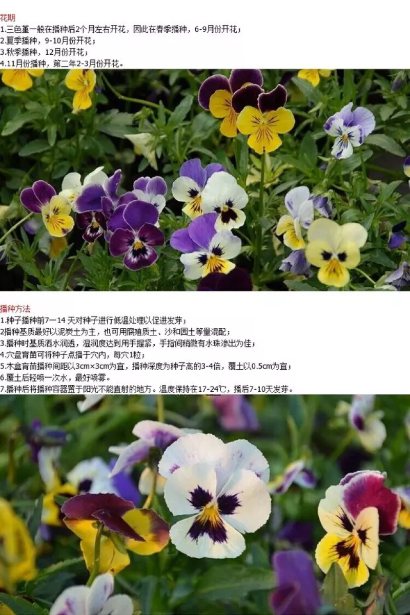 三色堇种子花卉草花满脸花蝴蝶花四季易种人面花耐寒