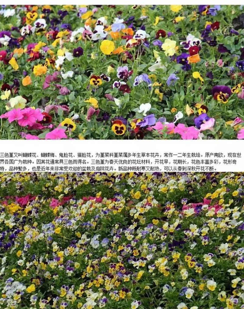 三色堇种子花卉草花满脸花蝴蝶花四季易种人面花耐寒