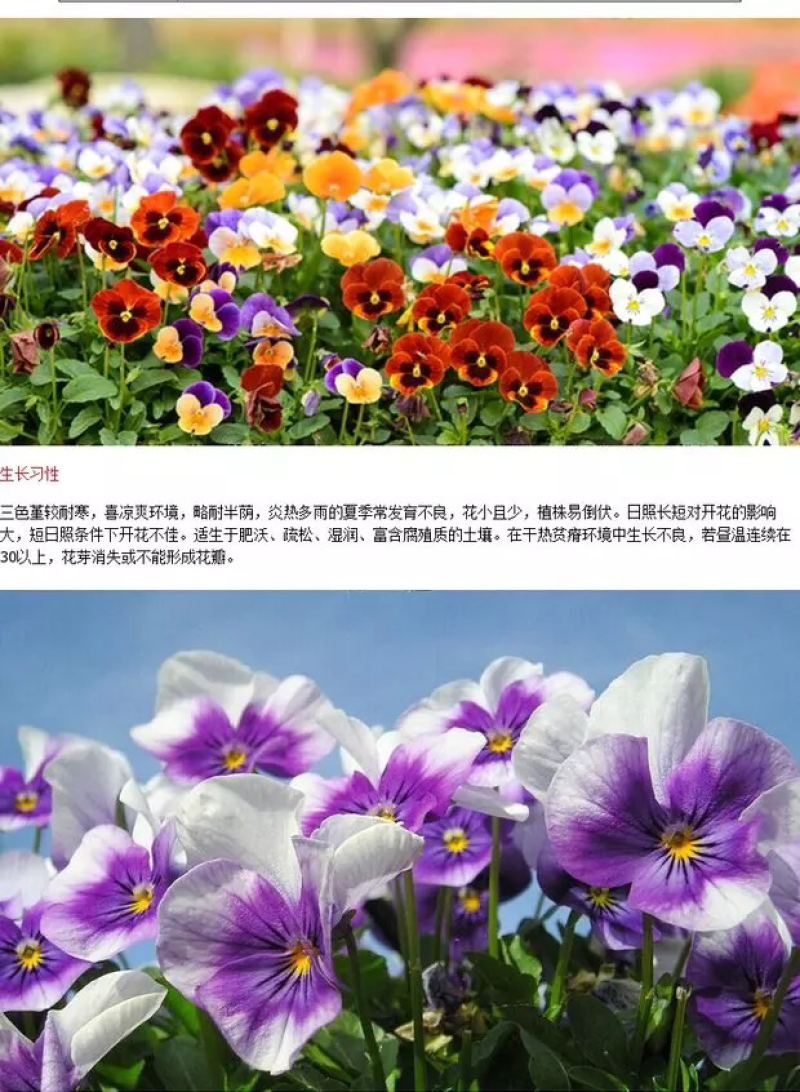 三色堇种子花卉草花满脸花蝴蝶花四季易种人面花耐寒