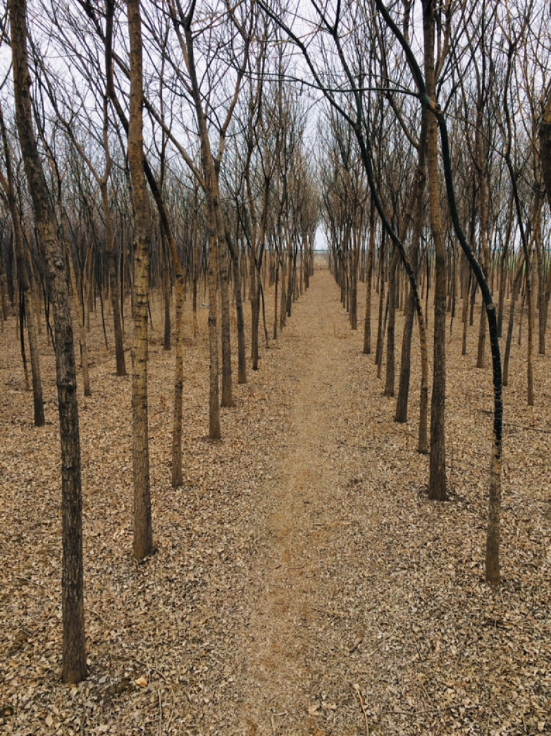 渭南市临渭区苗圃精品各种优质定植新老国槐