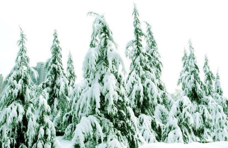 雪松种子确保新籽宝塔松公园绿化发芽率高