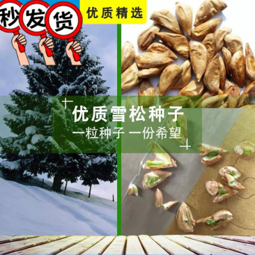 雪松种子确保新籽宝塔松公园绿化发芽率高