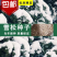 雪松种子确保新籽宝塔松公园绿化发芽率高