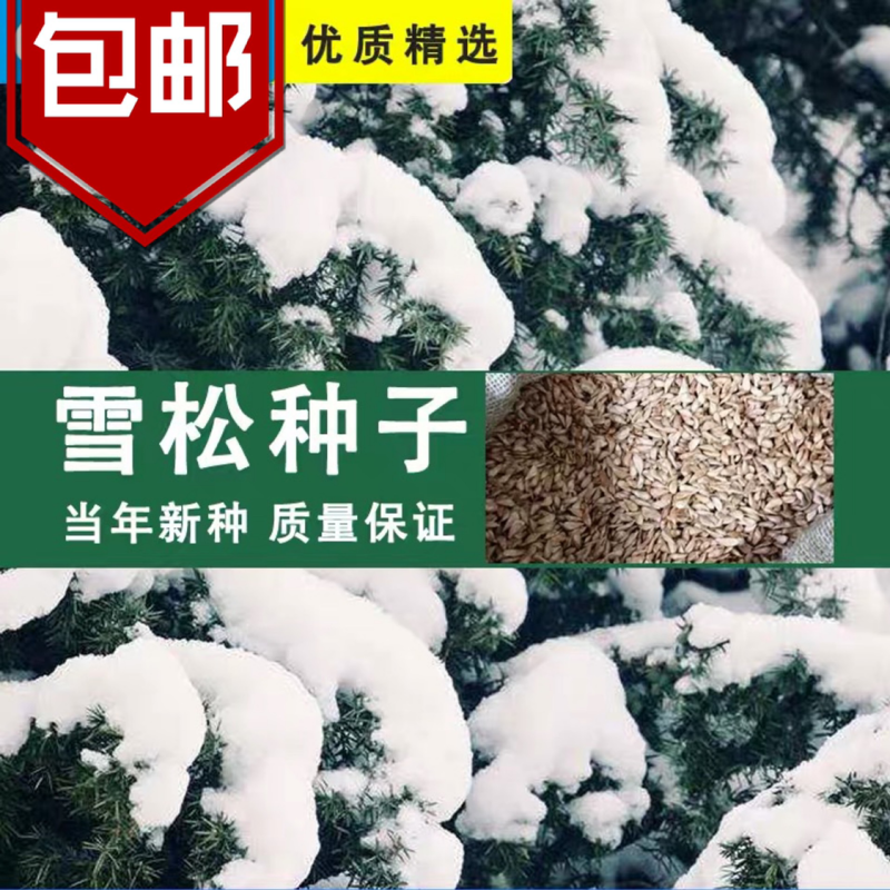 雪松种子确保新籽宝塔松公园绿化发芽率高