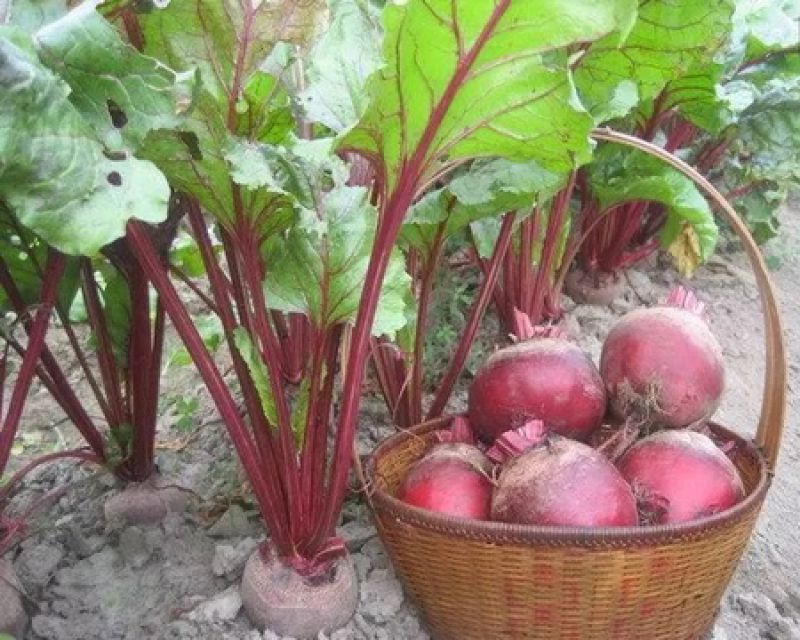 甜菜根种子红甜菜紫红菜头芽苗菜