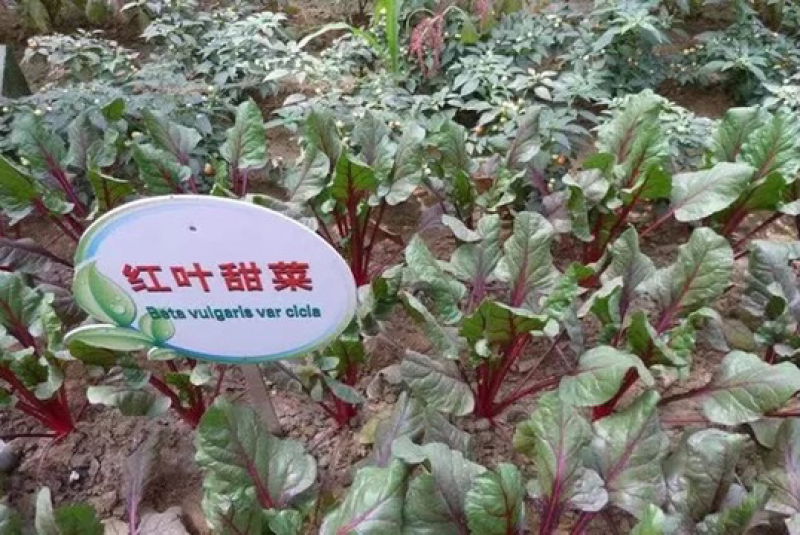 甜菜根种子红甜菜紫红菜头芽苗菜
