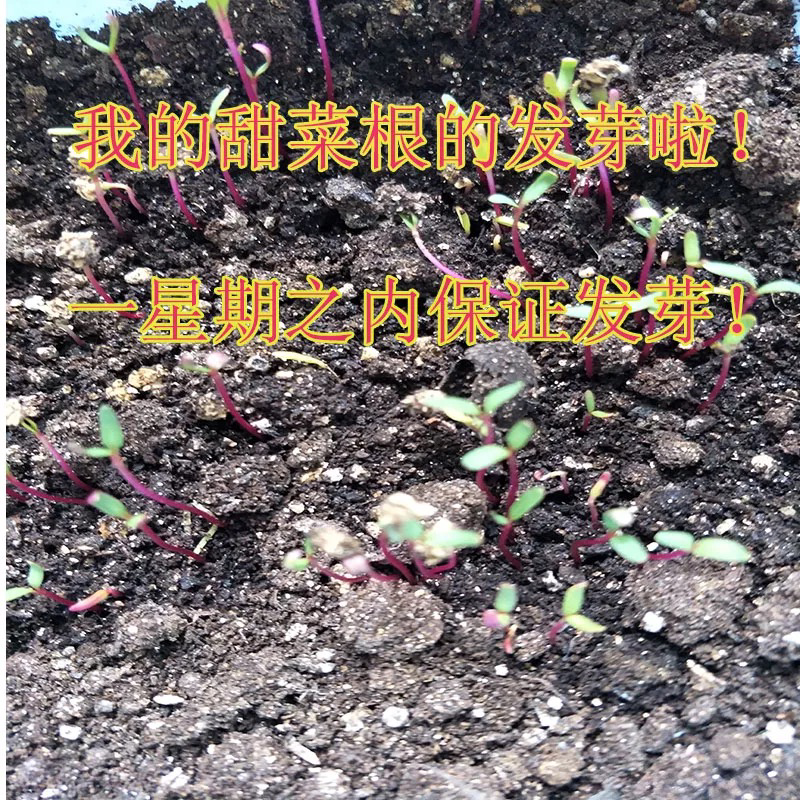 甜菜根种子红甜菜紫红菜头芽苗菜