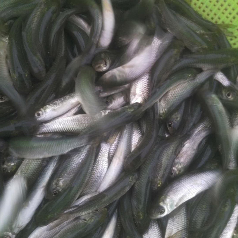 草鱼苗提供养殖技术包存活广草3号优质鱼种