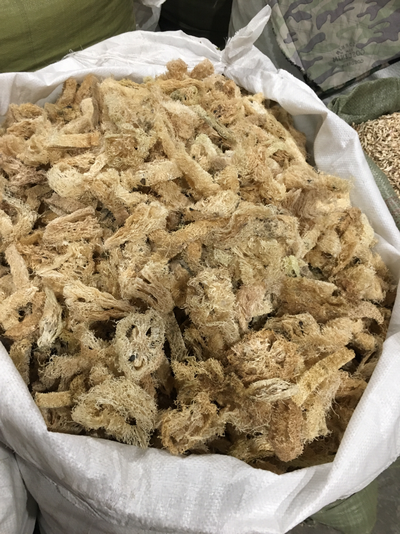 丝瓜络