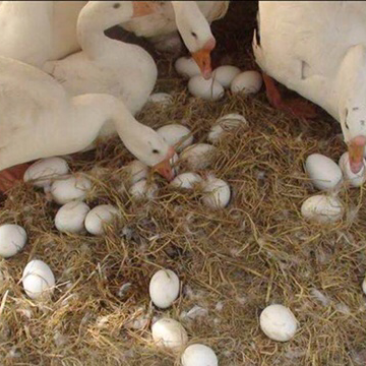 零批土鹅蛋食用箱装150个起批