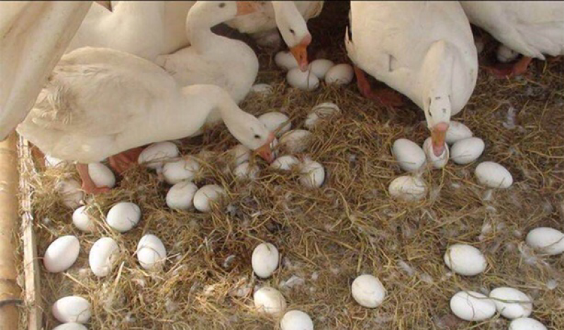 零批土鹅蛋食用箱装150个起批