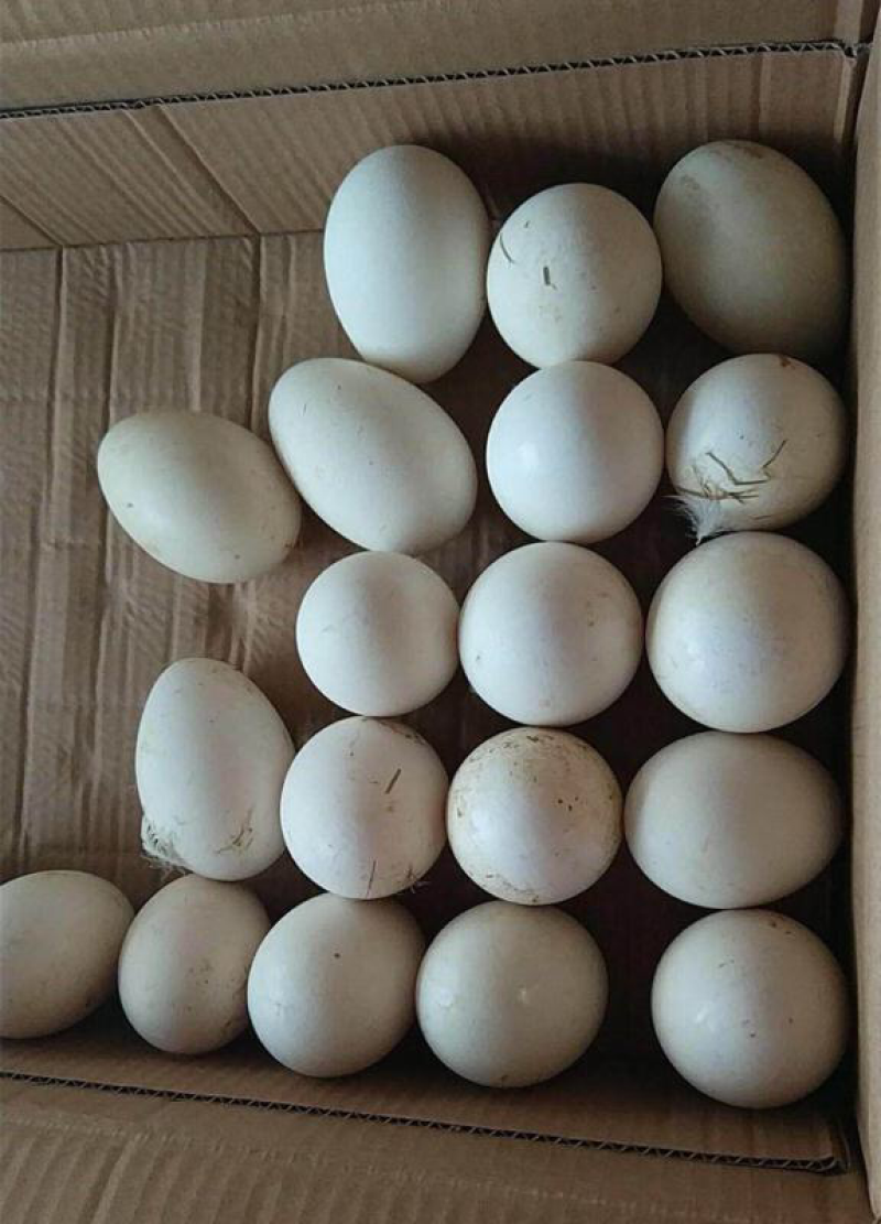 零批土鹅蛋食用箱装150个起批