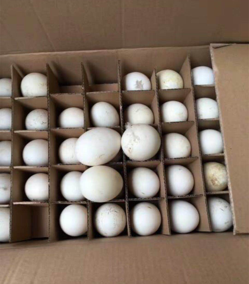 零批土鹅蛋食用箱装150个起批