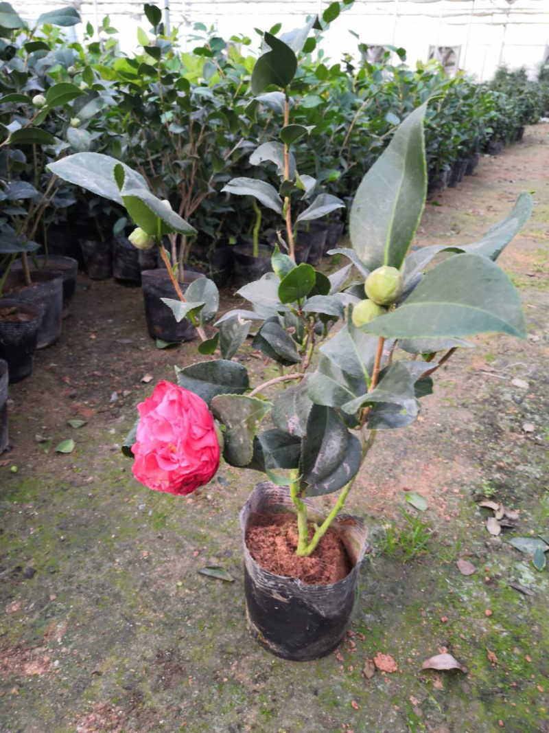 茶花