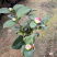 茶花
