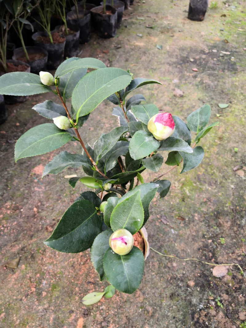 茶花