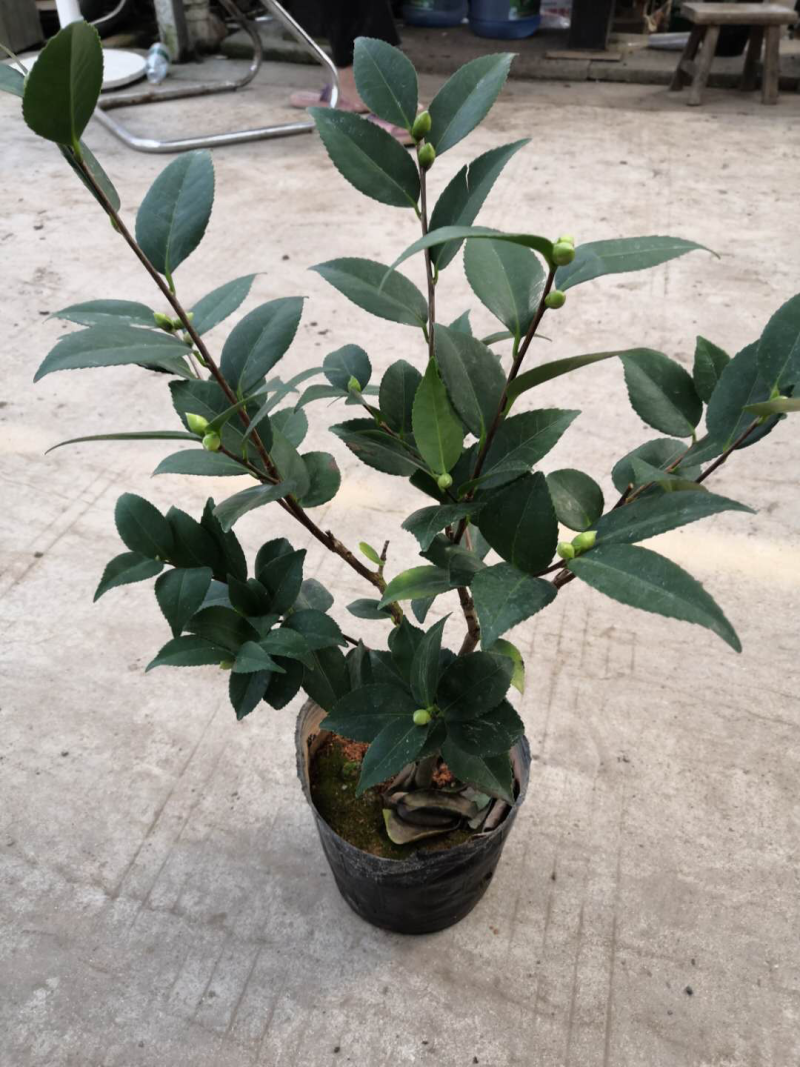 茶花