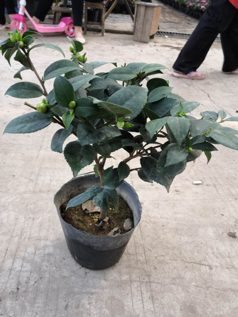 茶花