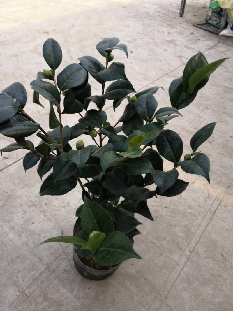 茶花