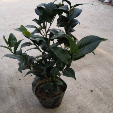 茶花