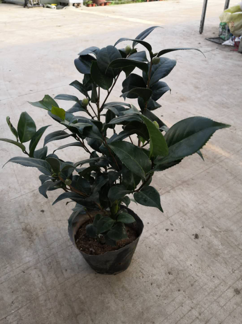 茶花