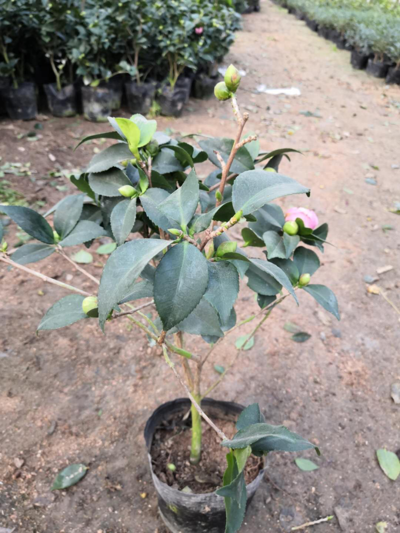 茶花