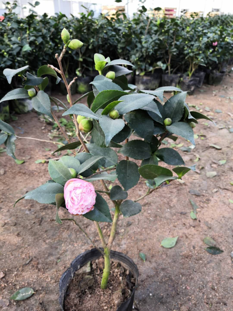 茶花