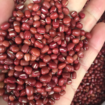 赤小豆红小豆优质颗粒饱满无霉无破损颗粒一公斤一袋包邮