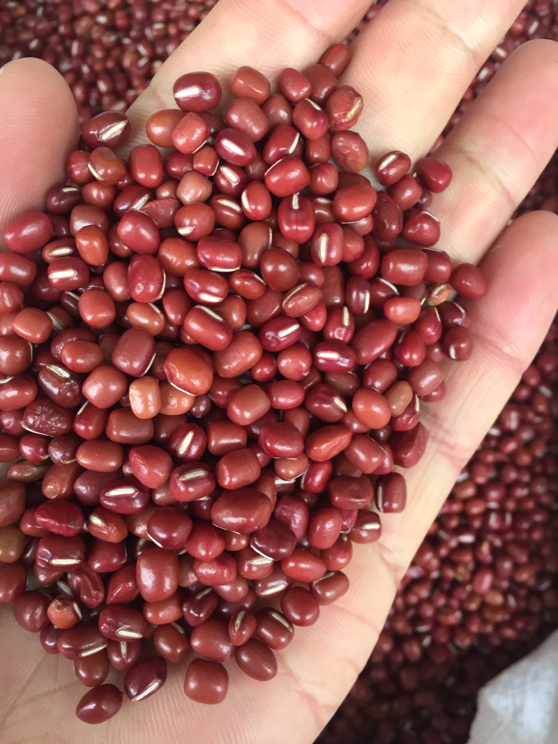 赤小豆红小豆优质颗粒饱满无霉无破损颗粒一公斤一袋包邮