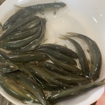 青鱼苗黑鲩螺丝青