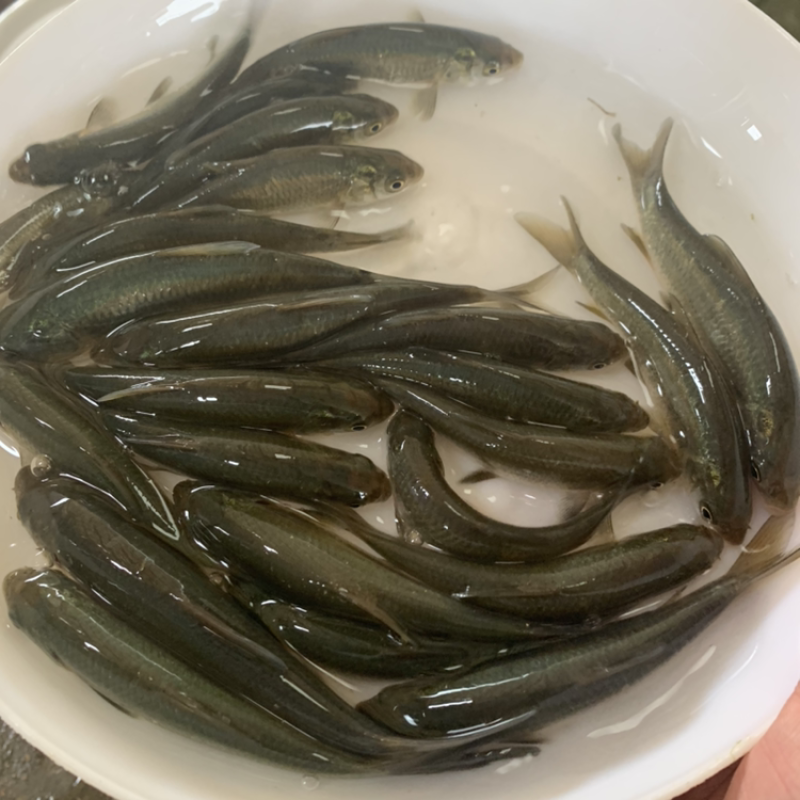 青鱼苗黑鲩螺丝青