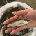 青鱼苗黑鲩螺丝青